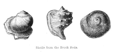 Fossils from the Brook Beds by Walter Crane